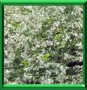 CHOU NUAGE BLANC - CRAMBE CORDIFOLIA