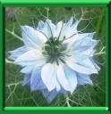 CHEVEUX DE VENUS - NIGELLA DAMASCENA