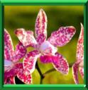Cattléya ou cattleya spp