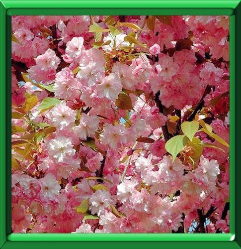 Cerisier Du Japon Ou Prunus Serrulata Fiche Technique Complete