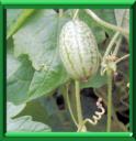CONCOMBRE A CONFIRE - MELOTHRIA SCABRA