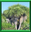 CORDYLINE AUSTRALE ou CORDYLINE AUSTRALIS