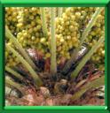 DATTIER - PHOENIX DACTYLIFERA