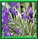 DIANELLA
