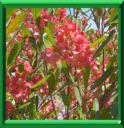 DODONEE VISQUEUSE - DODONEA VISCOSA