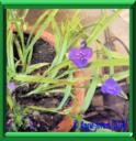 Ephémère de Virginie - tradescantia x andersoniana
