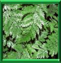 DAVALLIE - DAVALLIA FEJEENSIS