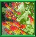 Drapeau espagnol ou ipomea ou mina lobata