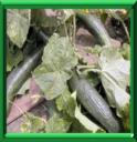 CONCOMBRE - CUCUMIS SATIVUS