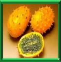 CONCOMBRE AFRICAIN - CUCUMIS METULLIFERUS