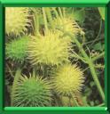 CONCOMBRE DES ANTILLES - CUCUMIS ANGURIA