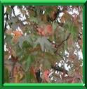 COPALME D'AMERIQUE - LIQUIDAMBAR STYRACIFLUA