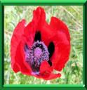COQUELICOT - PAPAVER RHOEAS