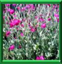 COQUELOURDE DES JARDINS - LYCHNIS CORONARIA