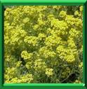 CORBEILLE D'OR - ALYSSUM SAXATILE