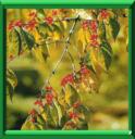 CORBIER - CORNUS MAS