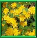 CORETE DU JAPON - KERRIA JAPONICA