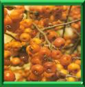 CORMIER - SORBUS DOMESTICA