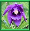 CORNETTE - AQUILEGIA VULGARIS