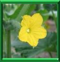 CORNICHON - CUCUMIS SATIVUS