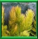 CORNIFLE FLOTTANT - CERATOPHYLLUM DEMERSUM