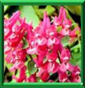 CORYDALE - CORYDALIS