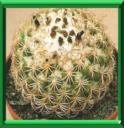 CORYPHANTHA - CORYPHANTHA