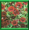 COSMOS CHOCOLAT - COSMOS ATROSANGUIINEUS