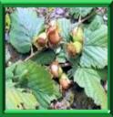 COUDRIER - CORYLUS AVELLANA
