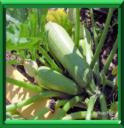 COURGETTE - CUCURBITA PEPO