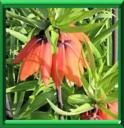 COURONNE IMPERIALE - FRITILLARIA IMPERIALIS