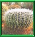COUSSIN DE BELLE MERE - ECHINOCACTUS GRUSONII