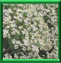 CRAMBE MARITIME - CRAMBE MARITIMA
