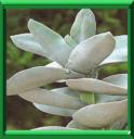 CRASSULA - CRASSULA
