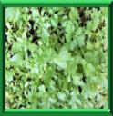 CRESSON ALENOIS - LEPIDUM SATIVUM
