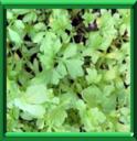 CRESSONNETTE - LEPIDUM SATIVUM