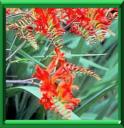 CROCOSMIA - CROCOSMIA