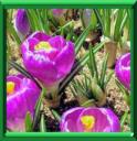 CROCUS - CROCUS
