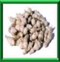 CROSNE DU JAPON - STACHYS TUBERIFERA ou AFFINIS