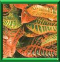 CROTON - CODIAEUM