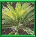CYCAS DU JAPON - CYCAS REVOLUTA