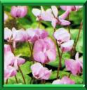 CYCLAMEN DE COS - CYCLAMEN COUM