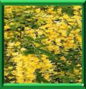 CYTISE - LABURNUM ANAGYROIDES