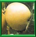 DATTIER CHINOIS - ZIGYIPHUS VULGARIS