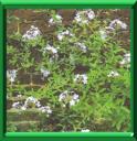 DENTELAIRE DU CAP - PLUMBAGO AURICULATA ou CAPENSIS