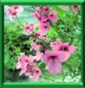DIASCIA - DIASCIA