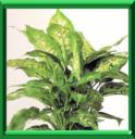 DIEFFENBACHIA - DIEFFENBACHIA