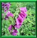 DIGITALE POURPRE - DIGITALIS PURPUREA