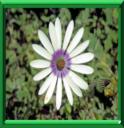DIMORPHOTHECA - DIMORPHOTHECA ou OSTEOSPERMUM