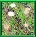 DOIGTS DE SORCIERE - CARPOBROTUS EDULIS